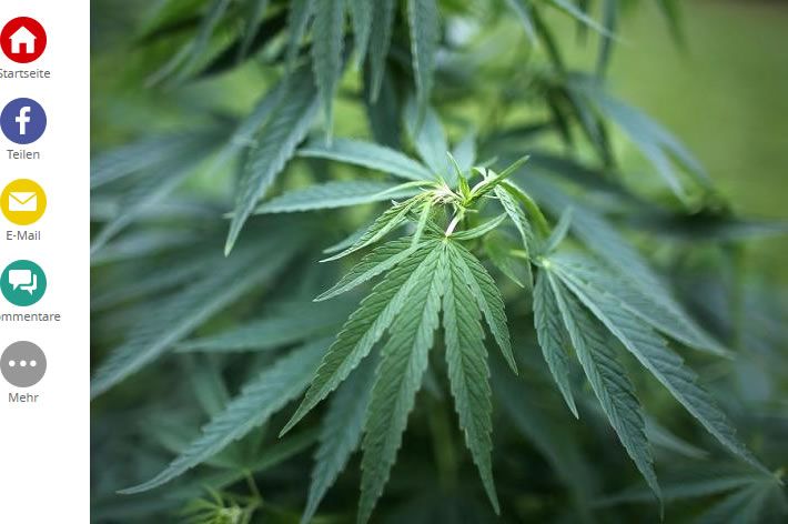 Focus Online: So blockieren Pharma-Firmen die Cannabis-Legalisierung