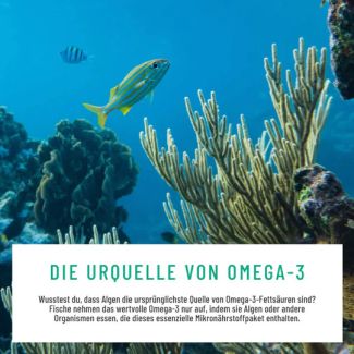 Omega 3 Algenöl 💦 Kapseln, vegan